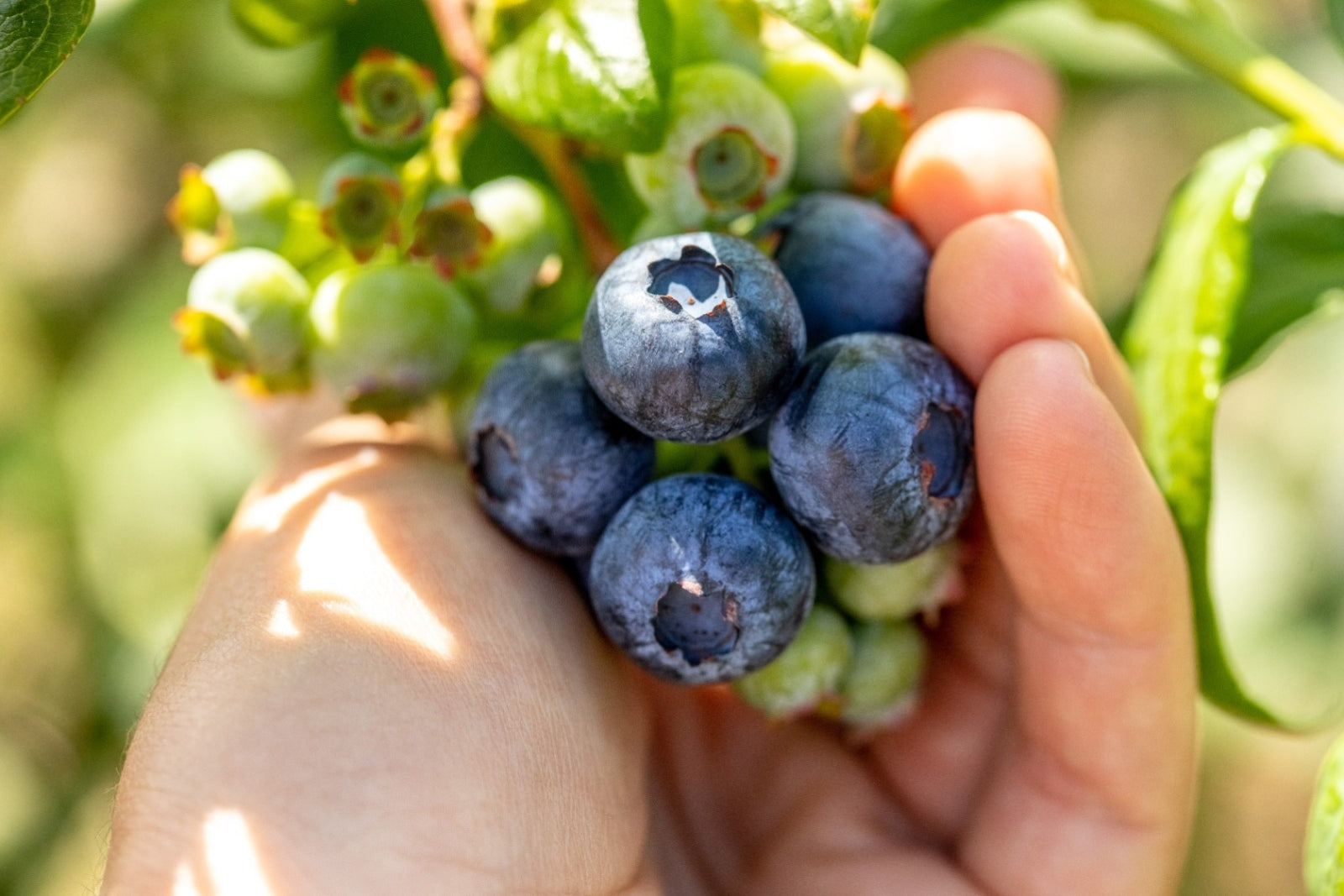 Fresh Blueberries for Wholesale