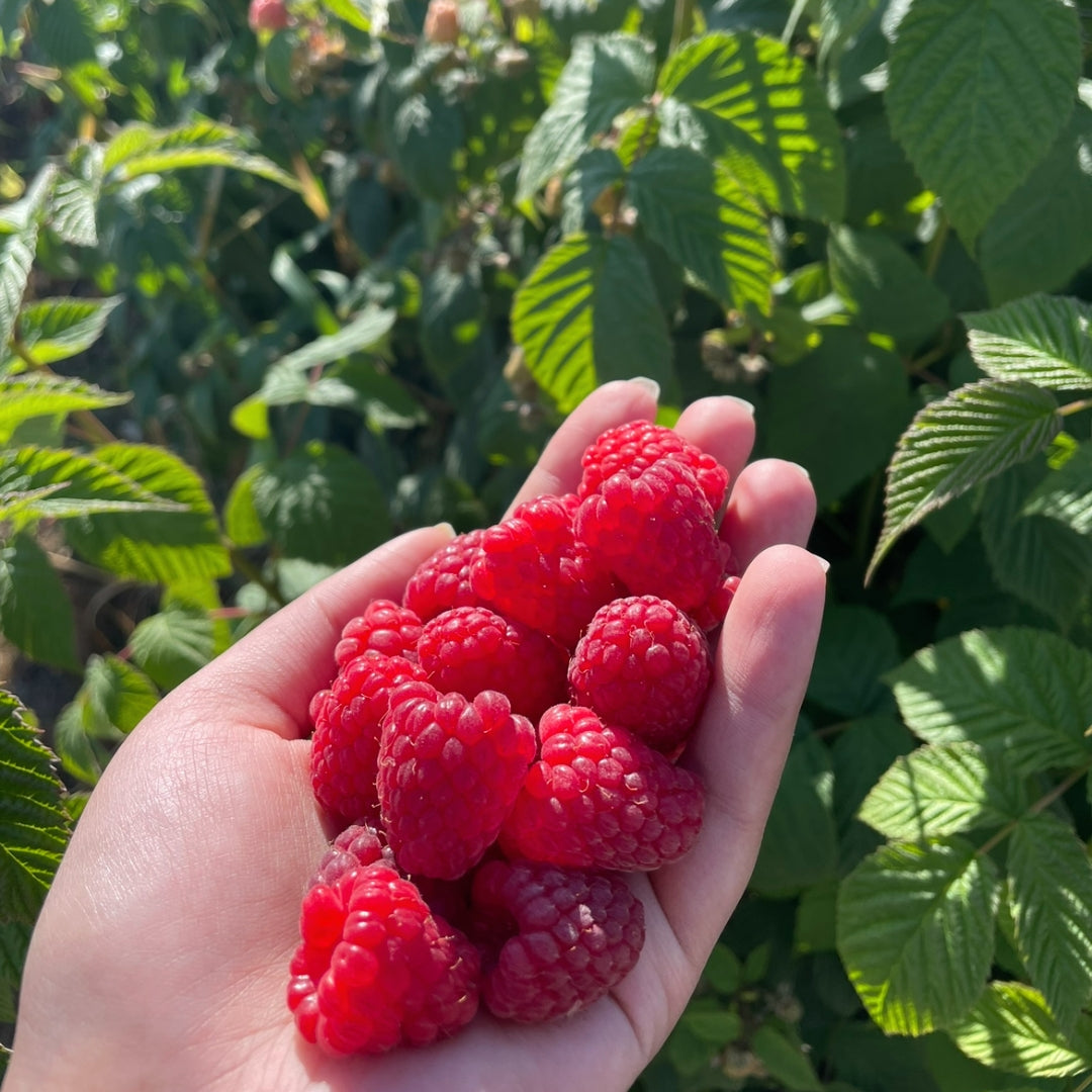 Fresh Raspberries(per lb)