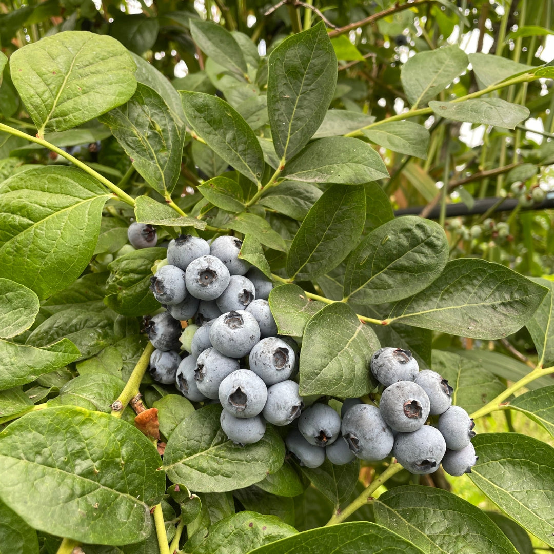 Fresh Blueberries
